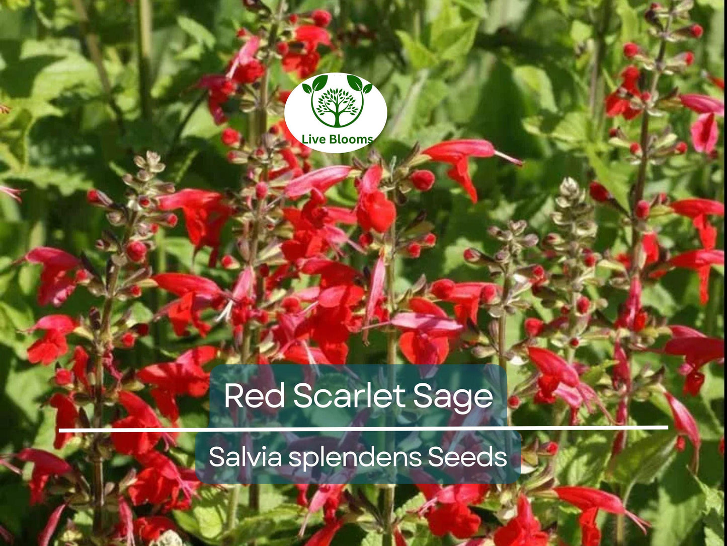 500 Seeds Red Scarlet Sage Salvia - Non-GMO Hummingbird Attractant Annual & Perennial