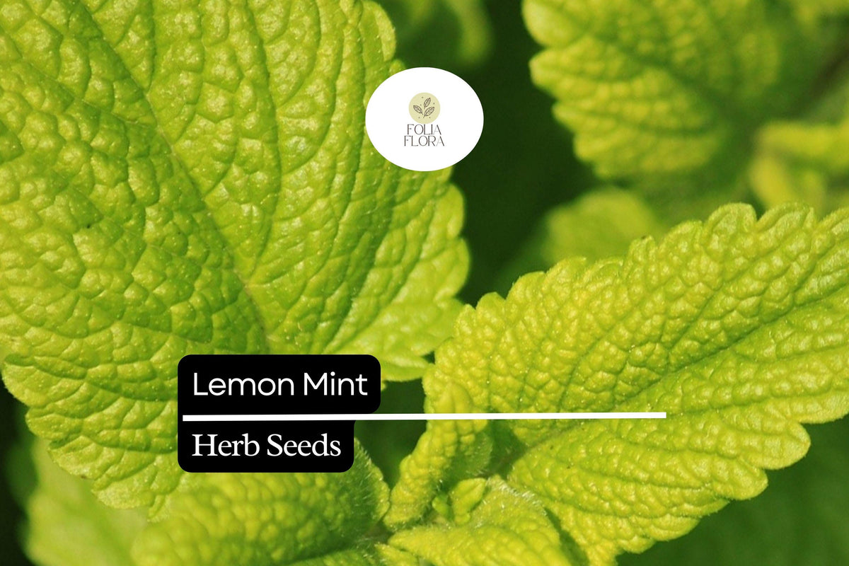 Lemon Mint Seeds - 1000 Seeds, Monarda Citriodora, Fragrant Culinary Herb for Teas & Pollinator Gardens, Lavender Blooms