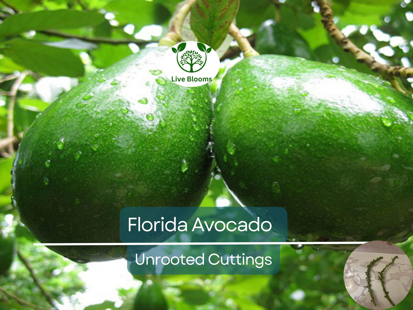 2 Full Florida Avocado Unrooted Cuttings for Grafting - Choquet Variety Persea americana