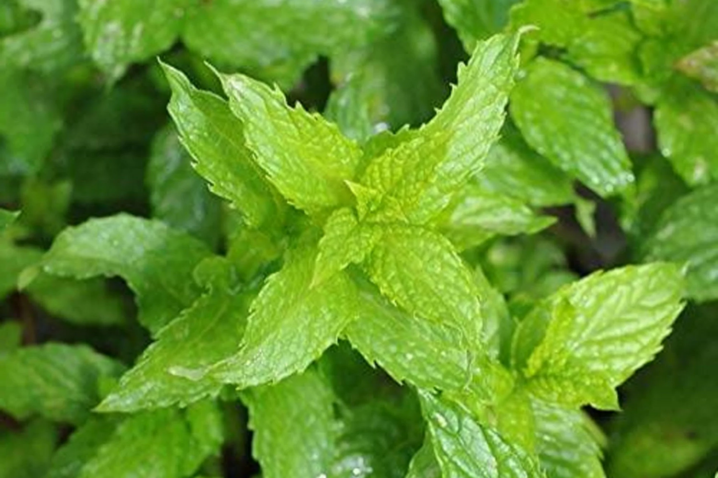 Spearmint Herb Seeds 30mg Mentha spicata Aromatic Culinary & Medicinal Mint for Garden, Fast-Growing Perennial Herb