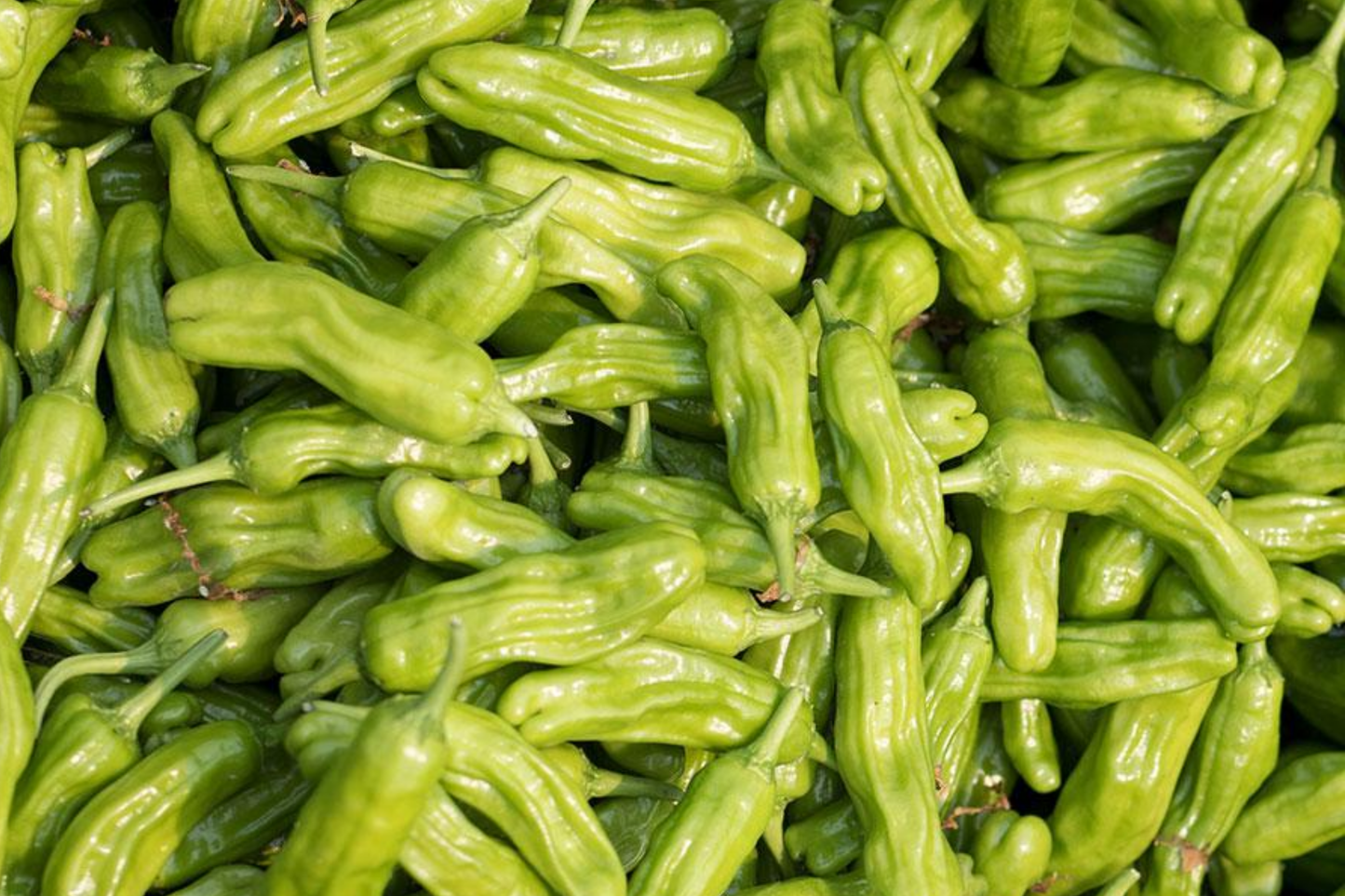 Shishito Oriental Hot Pepper Seeds 250mg | Capsicum annuum | Mild Heat, Non-GMO, Perfect for Grilling & Roasting