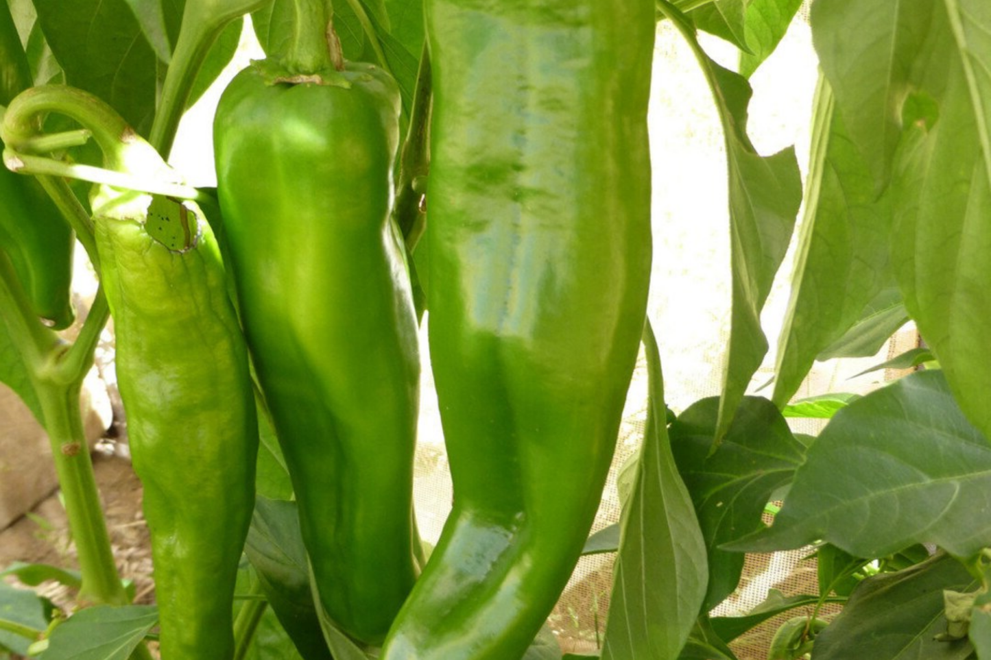 250mg Ancho Poblano Hot Pepper Seeds | Capsicum annuum Mild Chili for Salsas & Stuffing | Smoky Flavor