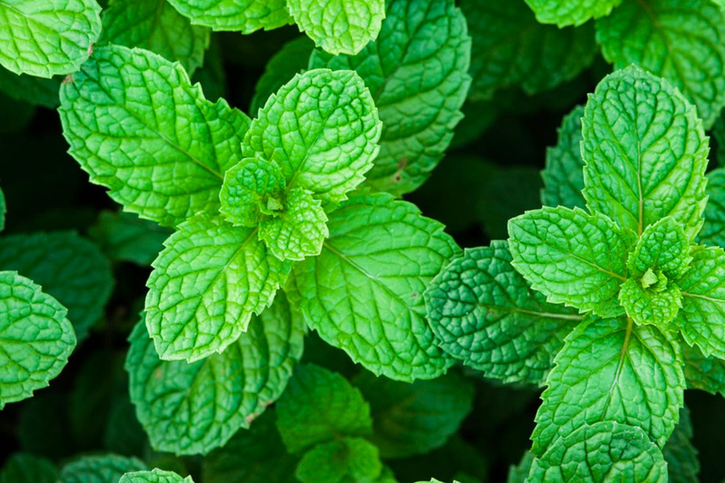 Heirloom Peppermint Seeds | Non-GMO Perennial Herb | Mentha × piperita