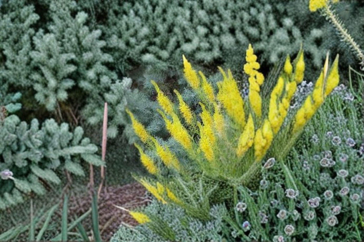 Prince's Plume Seeds - 40 Pack - Bright Yellow Native Wildflower - Stanleya pinnata - Drought Tolerant Perennial for Xeric Gardens