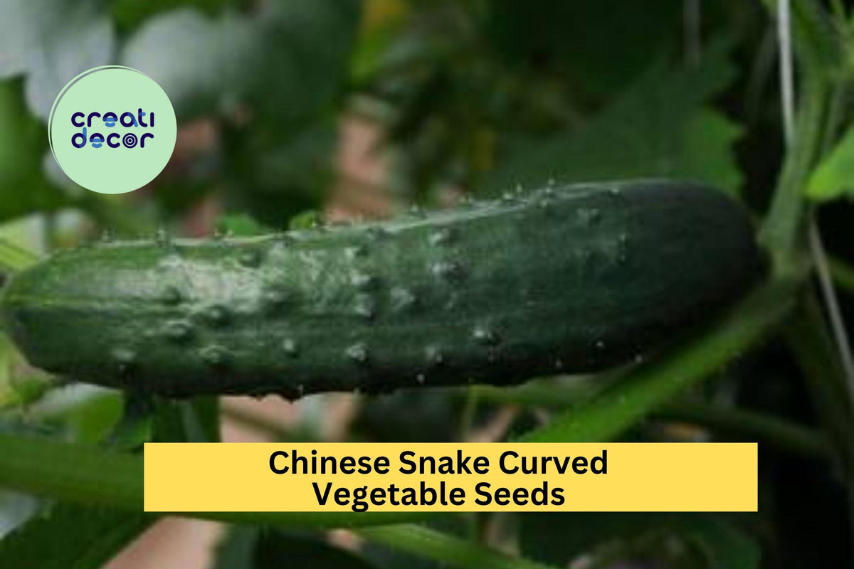 3pcs Cucumber Seeds - Chinese Snake Curved Heirloom Variety, Cucumis sativus, for Trellis Gardening and Vertical Growing