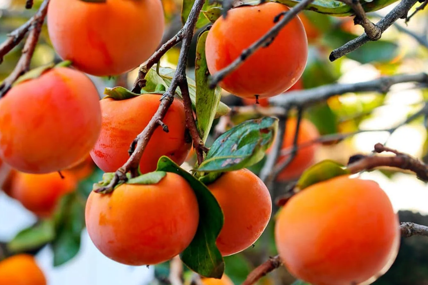 Japanese Fuyu Persimmon Unrooted Cuttings - Diospyros kaki, Sweet Non-Astringent Fruit, Easy to Grow