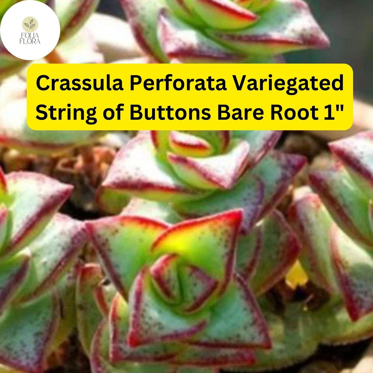Crassula Perforata Variegated ‘String of Buttons’ | 2 Bare Root 1" Live Succulents | Trailing, Variegated, Easy-Care