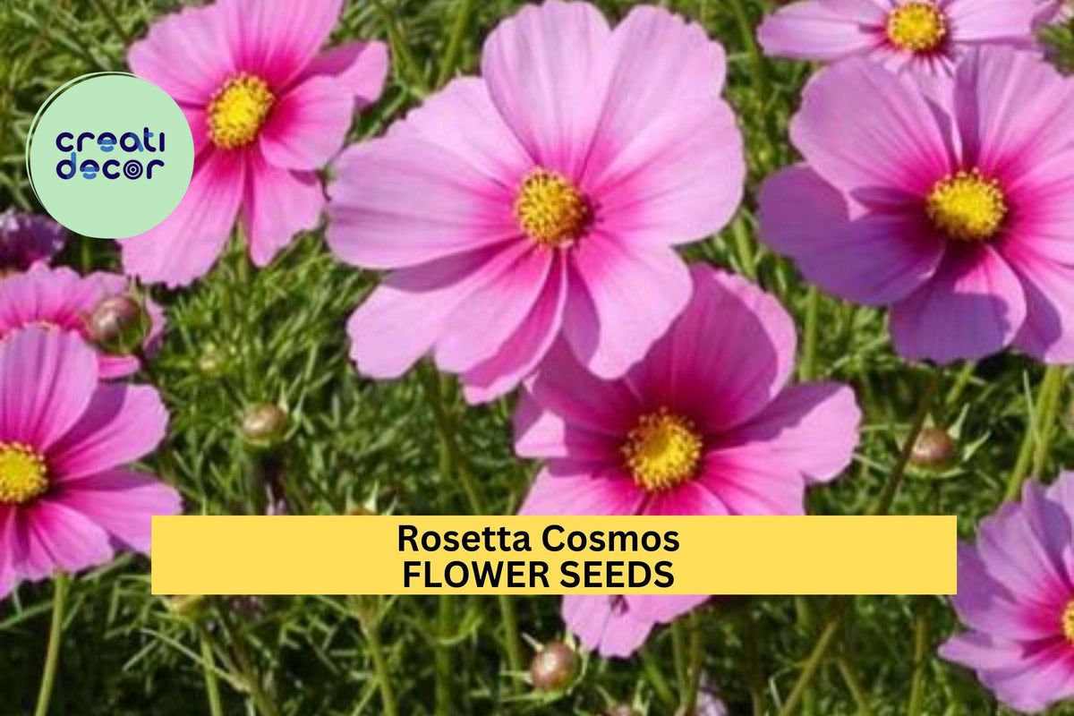 200+ Rosetta Cosmos Seeds – Rosy-Pink Frilly Blooms, Pollinator-Friendly Annuals for Full Sun Gardens