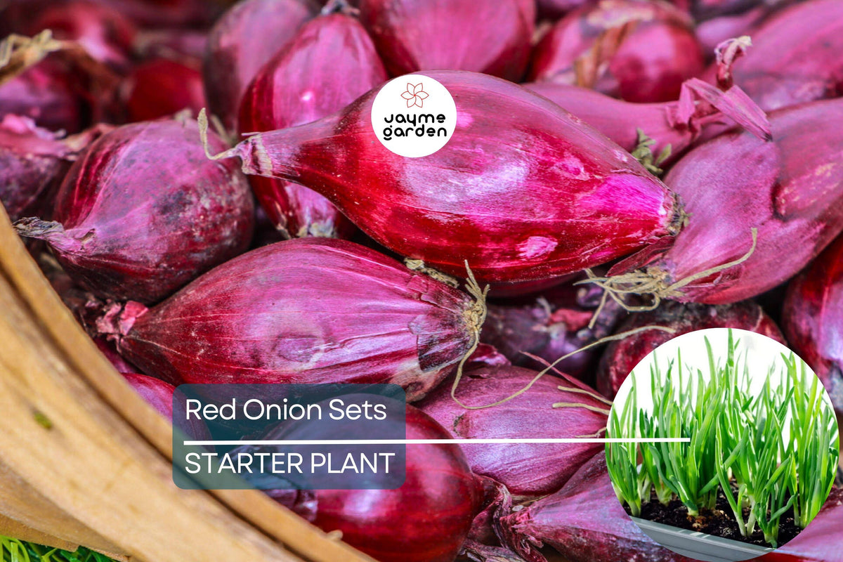 Red Onion Sets 8 oz. Red Baron Variety Allium cepa ‘Red Baron’ Non-GMO Long-Day Bulbs for Cooking & Storage
