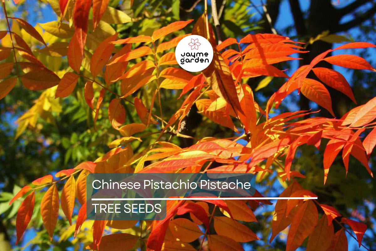Chinese Pistachio Tree Seeds - 10 Count, Fast Growing, Drought Tolerant, Ornamental Tree (Pistacia chinensis)