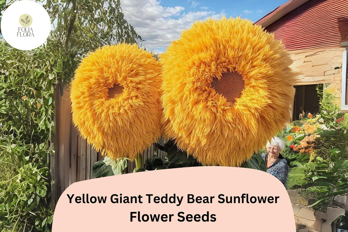 50pcs Rare Yellow Giant Teddy Bear Sunflower Seeds – Large Fluffy Double Blooms, Easy to Grow