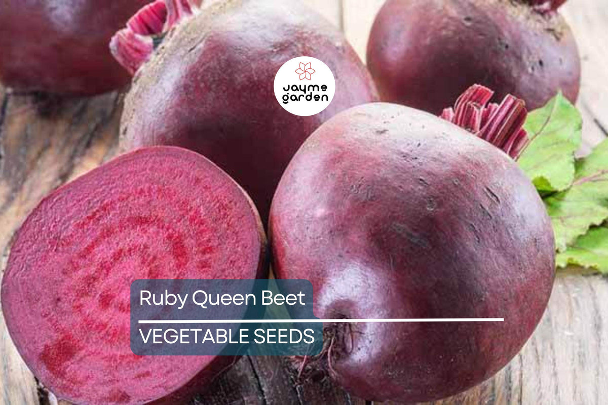 500 Ruby Queen Beet Seeds - Non-GMO Heirloom, Tender Flavor, Perfect for Canning, Beta vulgaris "Ruby Queen"