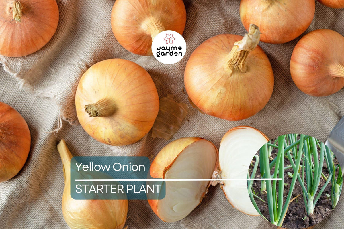 Yellow Onion Sets 8 oz | Stuttgarter Variety | Non-GMO, Naturally Grown Bulbs for Cooking & Storage | Allium cepa
