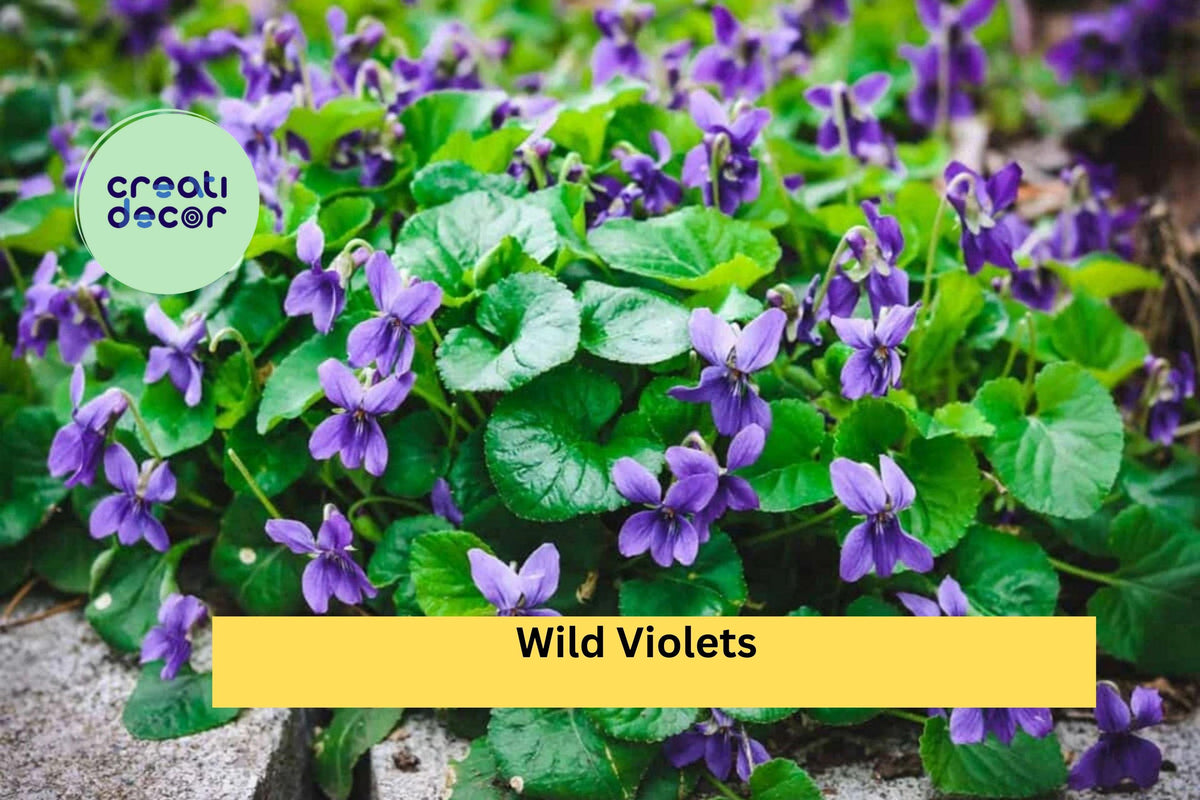Wild Violets - 20+ Live Rooted Perennial Plants with Purple Spring Blooms for Shade Gardens