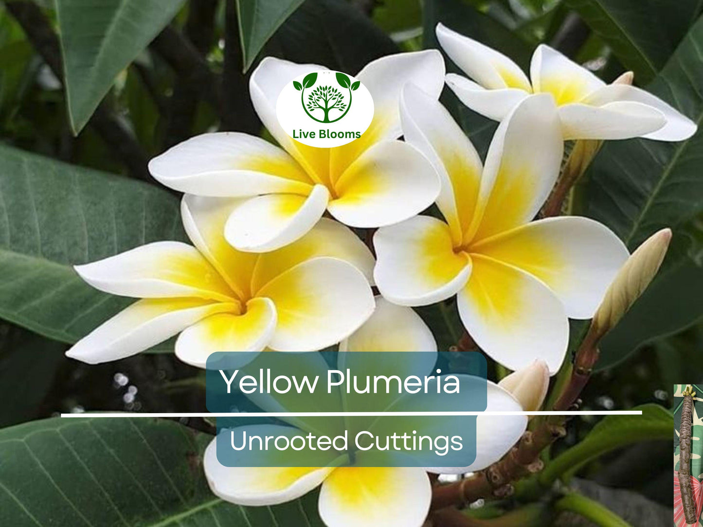 Yellow Plumeria Cutting 10" Unrooted | Fragrant Tropical Flowering Plant Plumeria Rubra