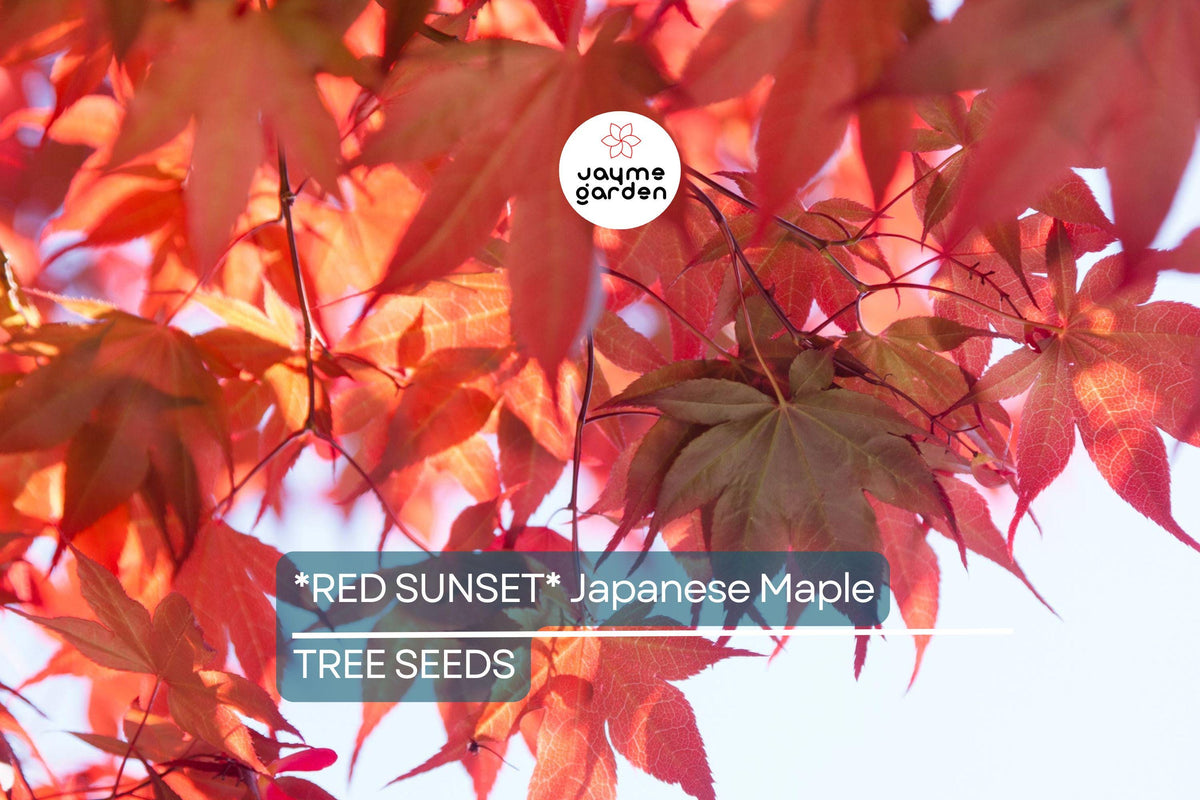 Red Sunset Japanese Maple Seeds - Acer rubrum - Fast-Growing Shade Tree for Landscaping or Bonsai - 10 Pack