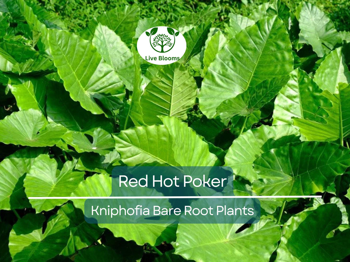 3 Red Hot Poker Plants - Kniphofia uvaria Bare Root Perennials for Sunny, Drought-Tolerant Pollinator Gardens
