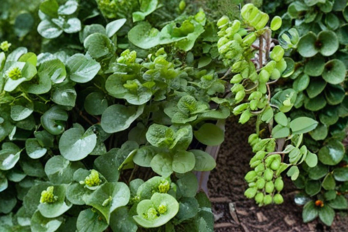 Malabar Spinach Seeds - 30 Count Green Vines Supreme | Basella alba | Heat-Tolerant Climbing Green for Summer Gardens