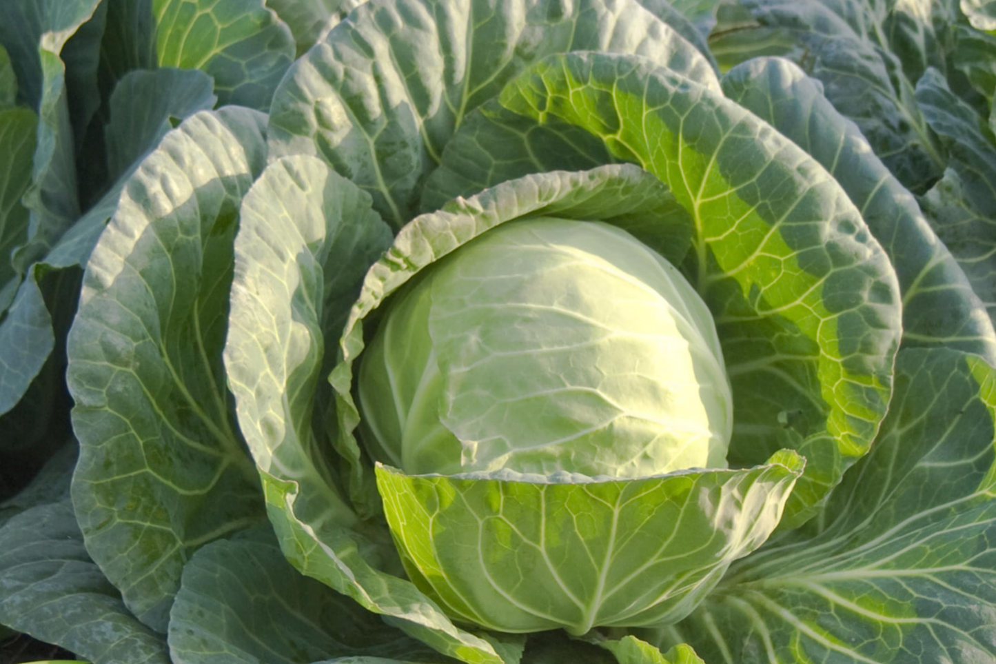 Cabbage Seeds Danish Ballhead Heirloom Compact Cold-Hardy Brassica oleracea, 1g Vegetable Seed