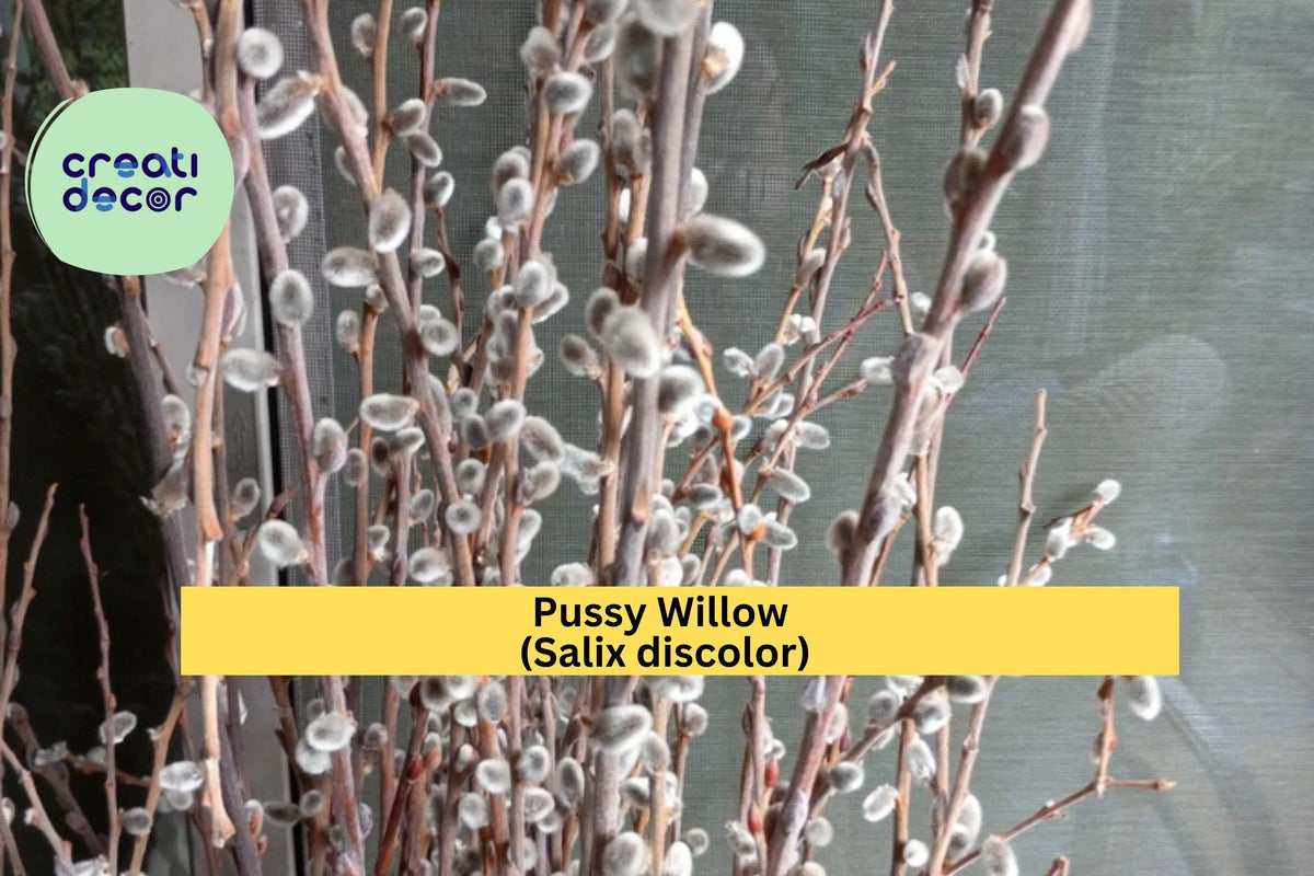 Pussy Willow Live Plant - 1 Foot Rooted Cutting - Salix discolor - Silver Catkins - Hardy Shrub for Zones 4-8 - Garden Accent Tree