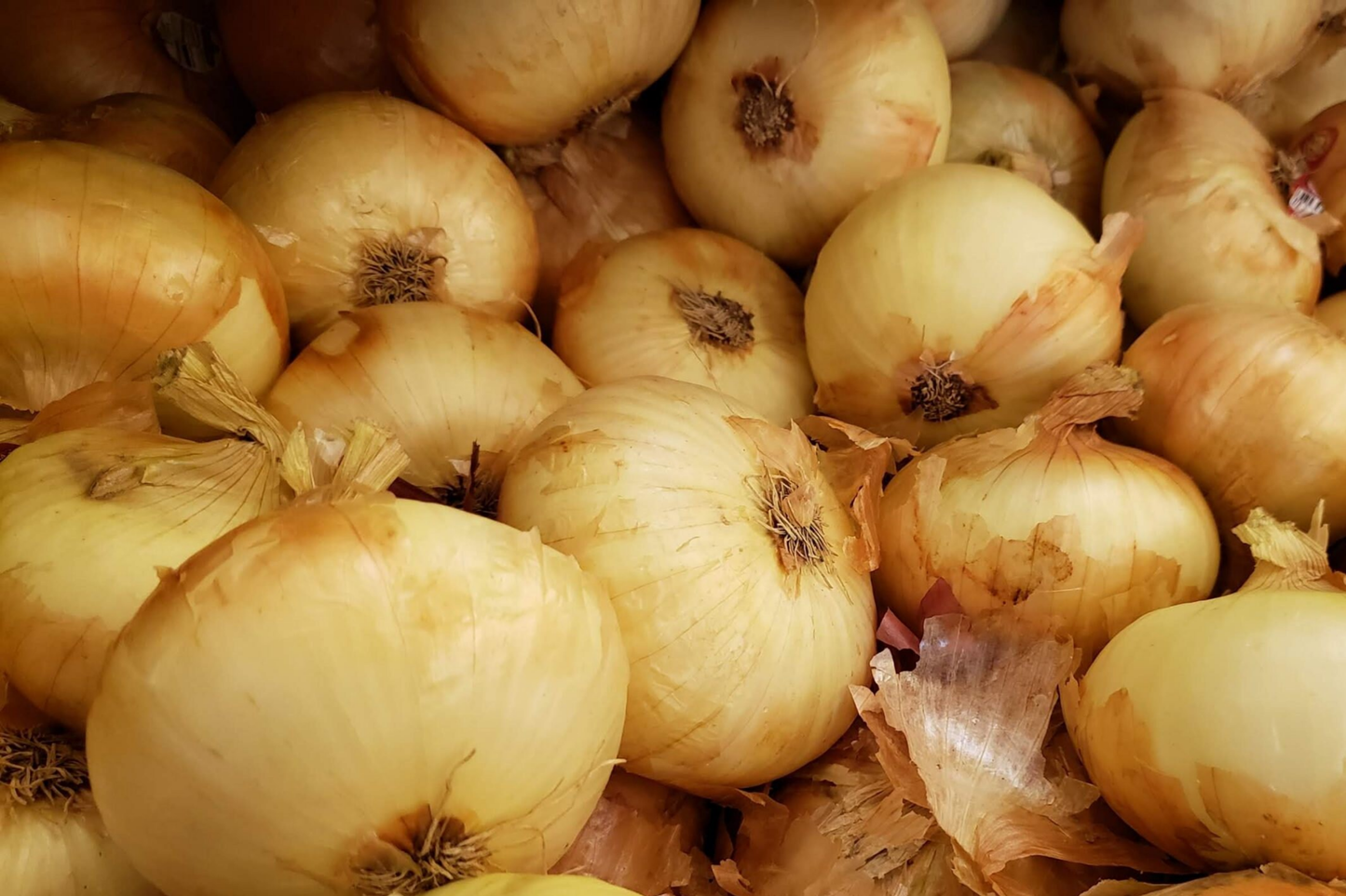 Onion Seeds Texas Grano 502 Allium cepa Sweet Globe Non-GMO Fast-Growing Vegetable Seeds