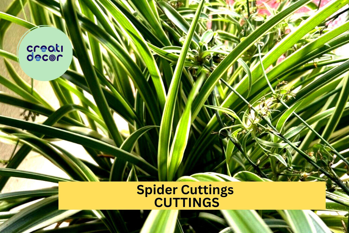 10 Variegated Spider Plant Cuttings - Chlorophytum comosum ‘Variegatum’ - Fresh Unrooted Starts for Indoor Pots or Baskets