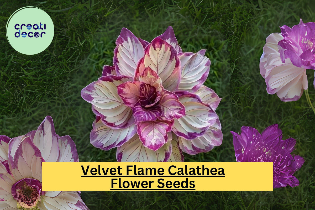 25+ Velvet Flame Calathea Seeds - Rare Tropical Houseplant with Exotic Green & Burgundy Foliage