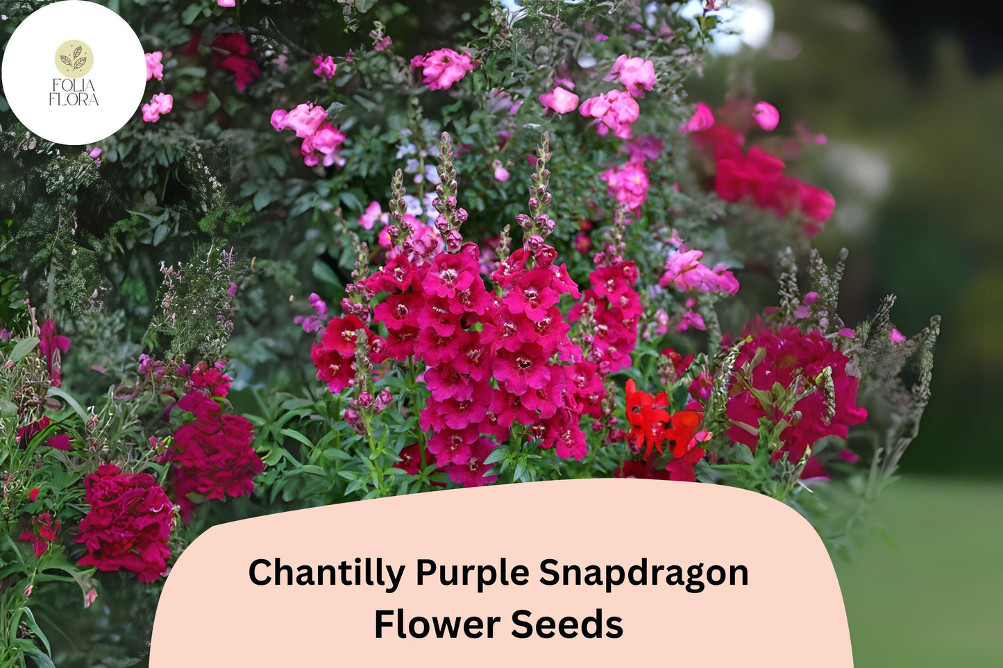 Chantilly Purple Snapdragon Seeds - 1000+ Tall, Fragrant Purple Blooms for Garden & Cut Flowers