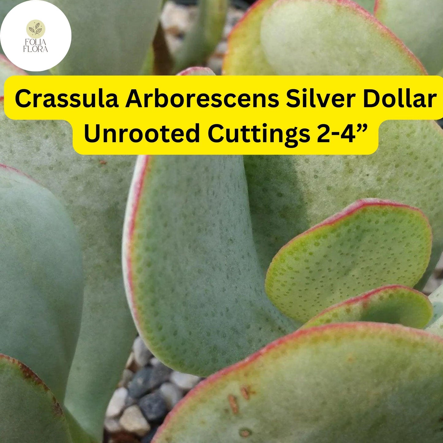 Crassula Arborescens ‘Silver Dollar’ 3 Unrooted Cuttings | Rare Blue-Green Jade Succulent