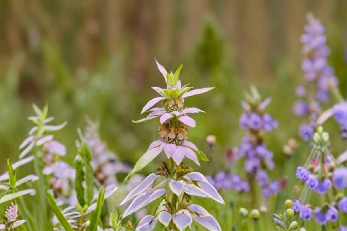 Spotted Bee Balm Seeds - 100 Count | Monarda punctata | Drought-Tolerant Pollinator Plant | Native Prairie Annual