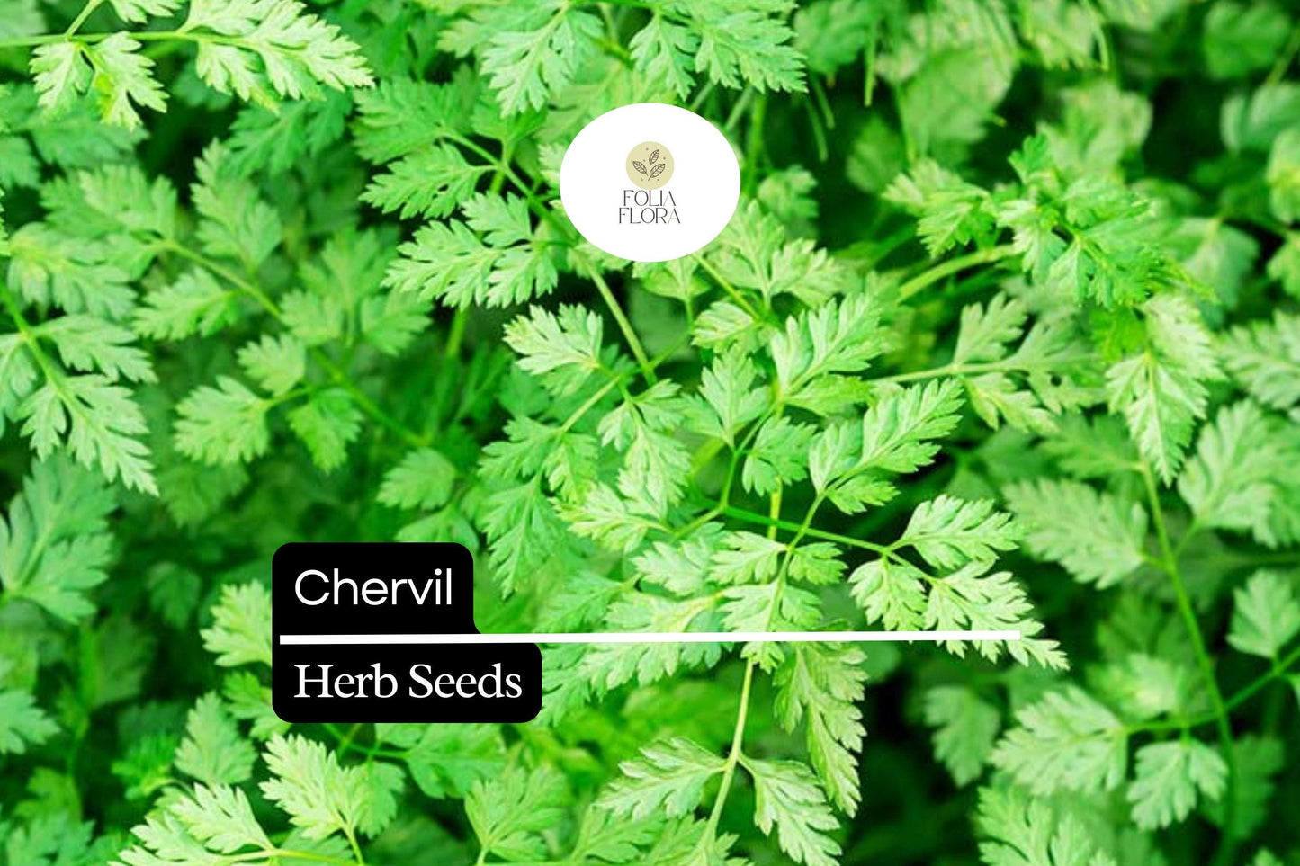 400 Seeds Chervil (Anthriscus cerefolium) – Aromatic Herb with Mild Anise Flavor for Cooking and Garnishing