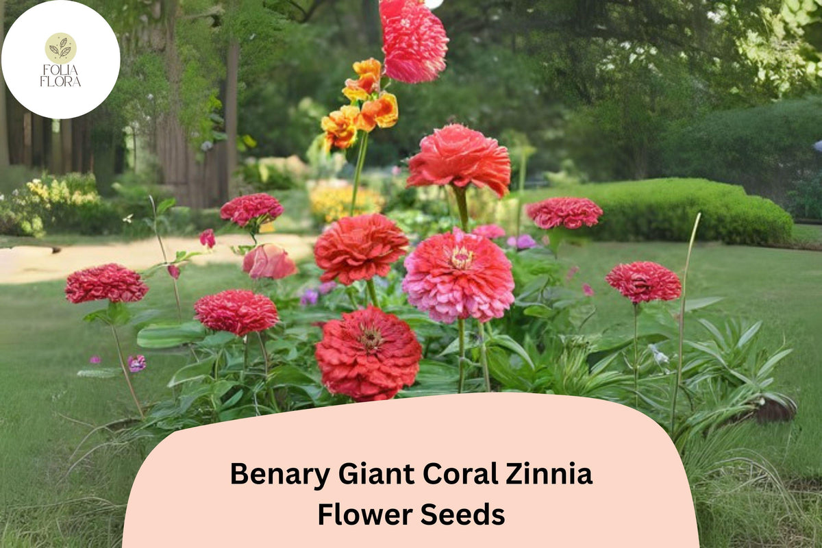 Benary Giant Coral Zinnia Seeds - 100+ Non-GMO Zinnia elegans - Large Double Blooms - Coral Pink - Ideal for Cutting Gardens