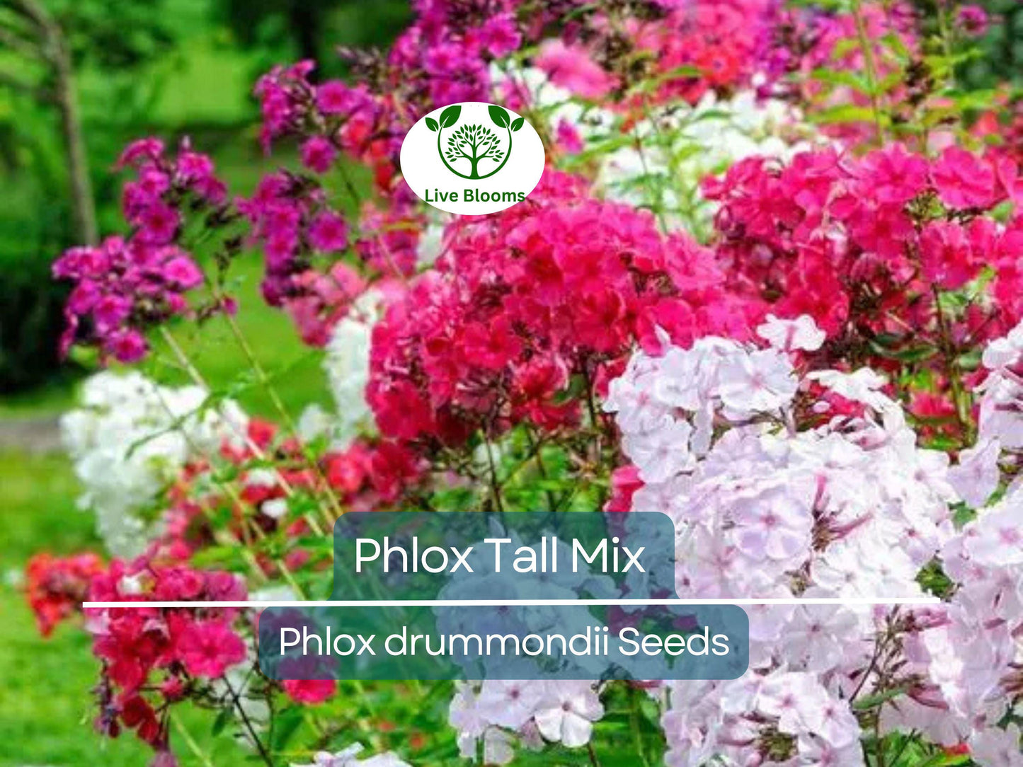500 Seeds Phlox Tall Mix - Heirloom Non-GMO Perennial Flowers, Pink White Red, 18" Tall, Spring Blooms
