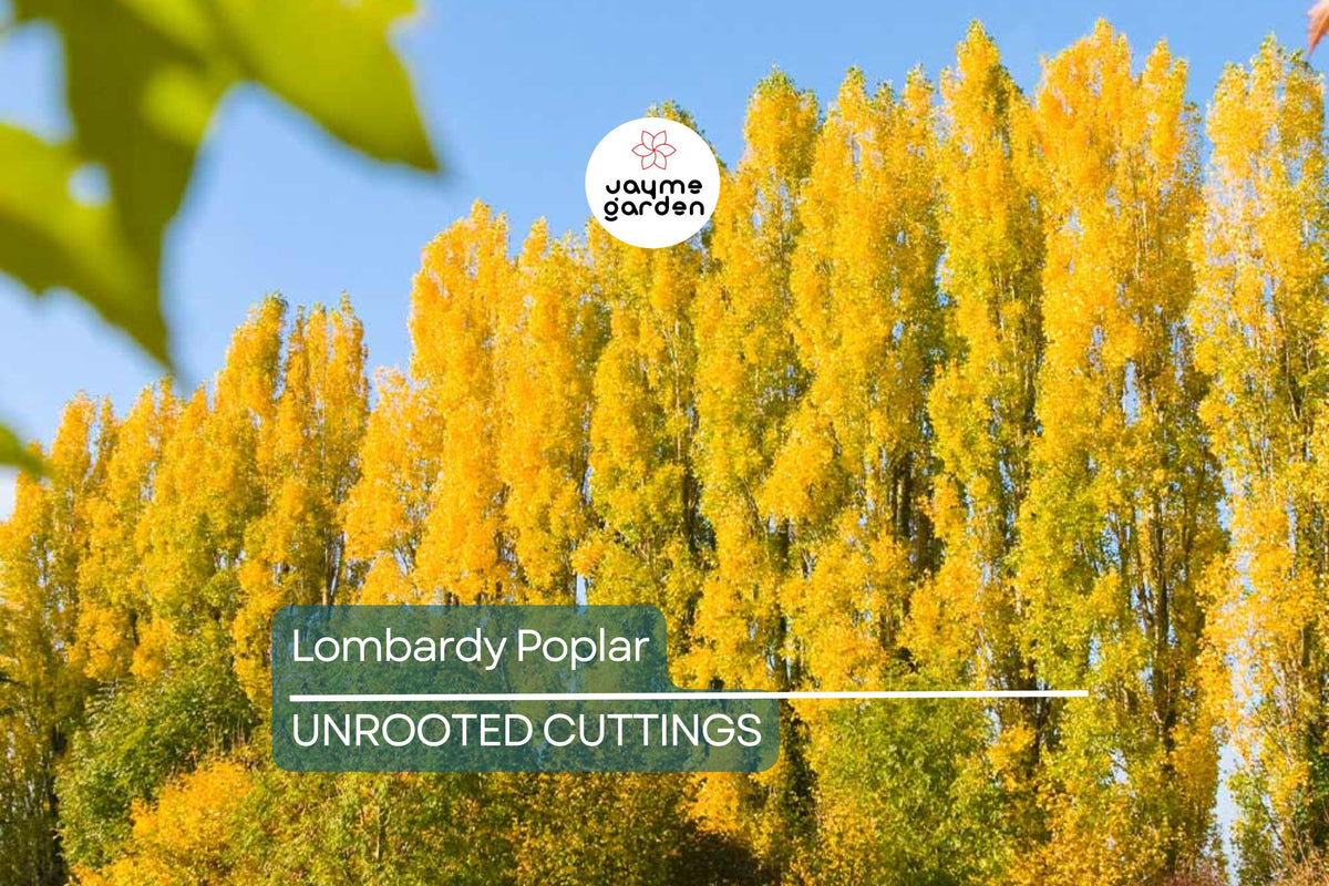Lombardy Poplar Tree Cuttings - 2 Live Fast-Growing Privacy Trees (Populus nigra 'Italica') - Ideal for Windbreaks and Screens