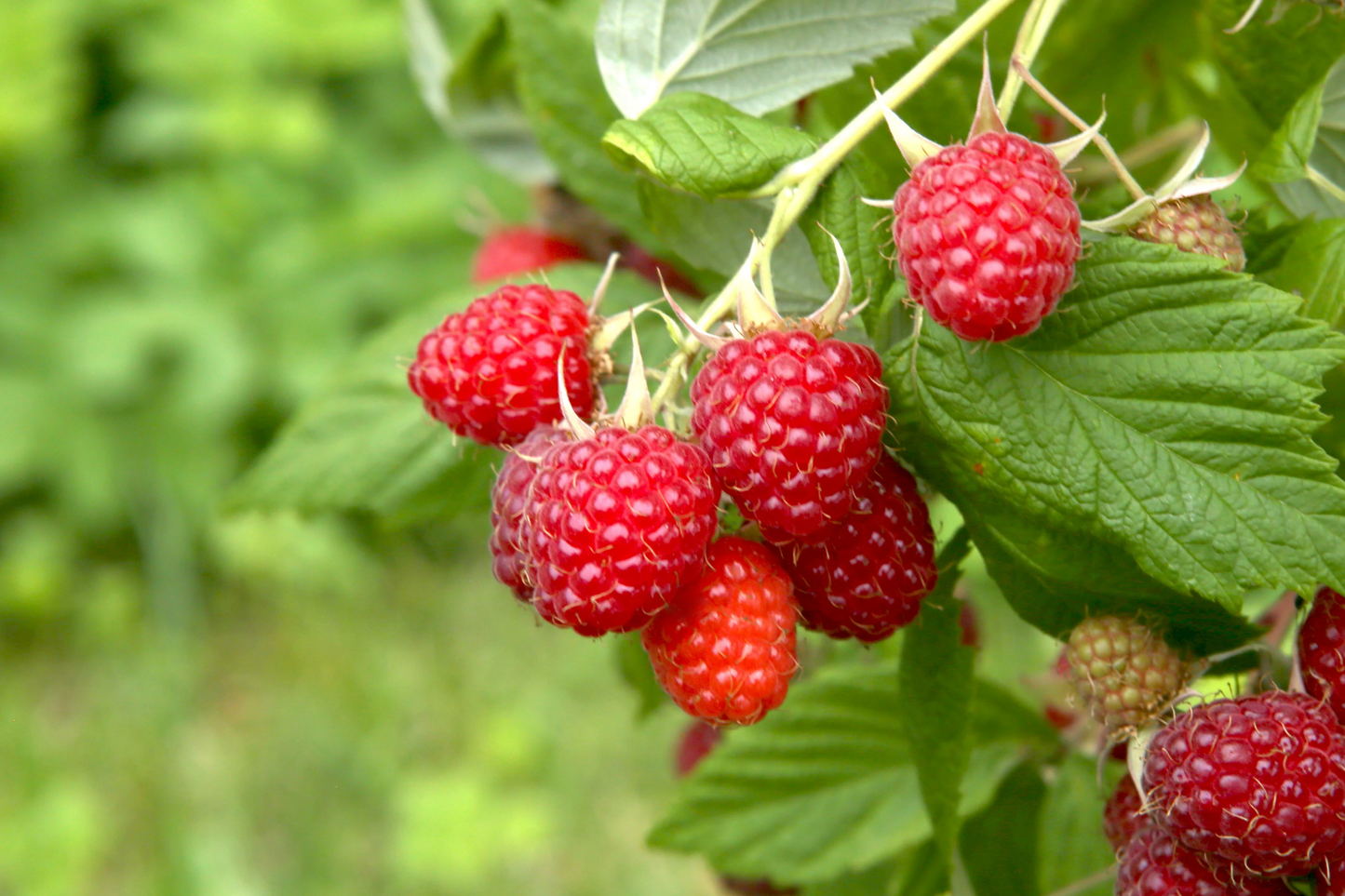 Caroline Raspberry Plants - 2-Year-Old Bare Root Canes, Large Sweet Berries, Everbearing Rubus idaeus