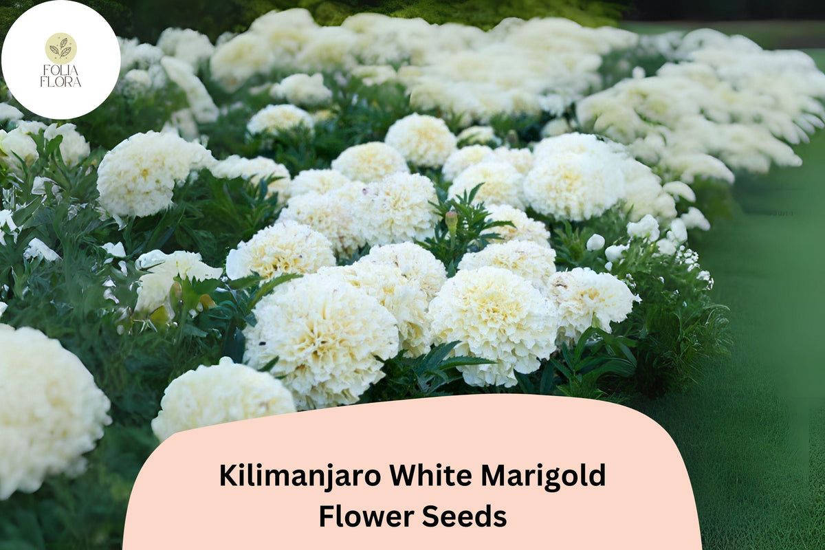 25+ Kilimanjaro White Marigold Seeds | Tagetes erecta | Elegant Cream-White Blooms for Garden Planting