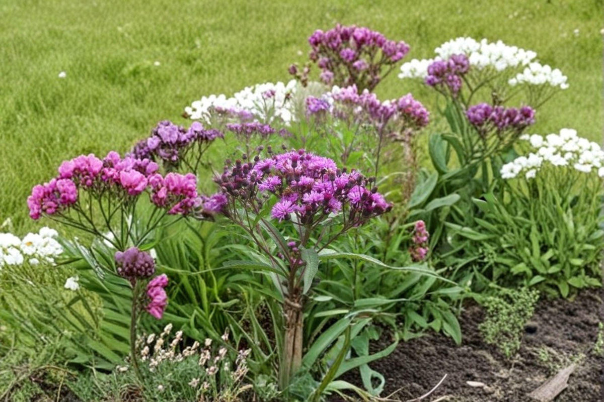New York Ironweed Seeds - 100 Native Perennial Wildflower Seeds - Vernonia noveboracensis - Purple Flower Clusters for Pollinators