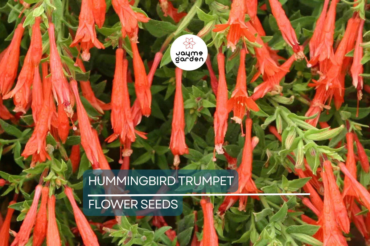 70 Trumpet Creeper Vine Seeds | Campsis radicans | Fast-Growing, Hummingbird Attracting, Orange-Red Flowers | Pollinator-Friendly