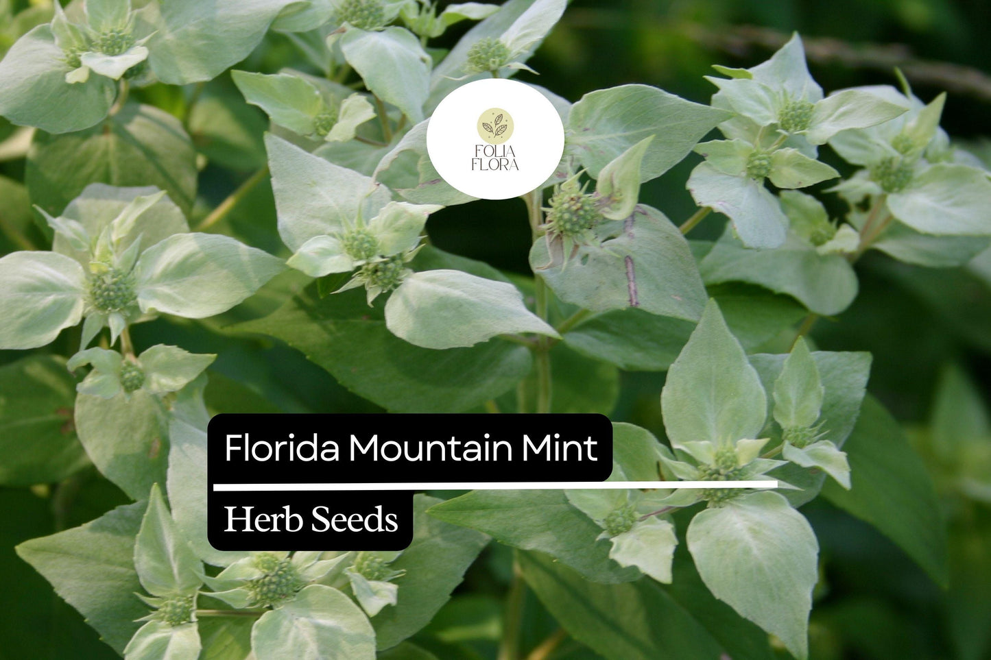 25 Florida Mountain Mint Seeds (Pycnanthemum floridanum) - Fragrant Perennial Herb for Pollinators & Tea