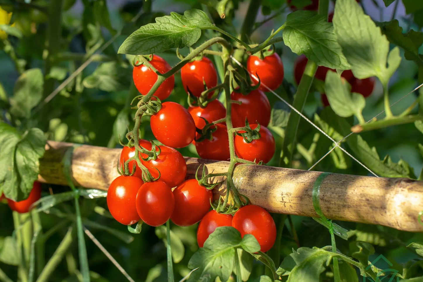 Tomato Red Cherry Seeds 100mg Heirloom Non-GMO Solanum lycopersicum for Salads, Garnishes, Fresh Eating