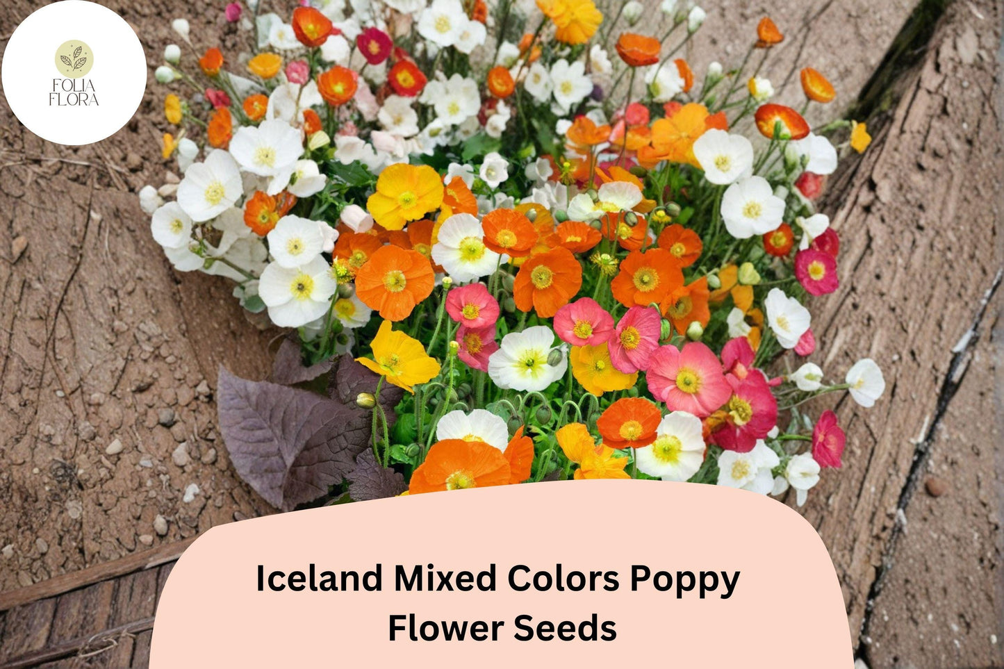 200+ Iceland Mixed Colors Poppy Seeds – Easy to Grow Perennial Flowers for Sunny Gardens