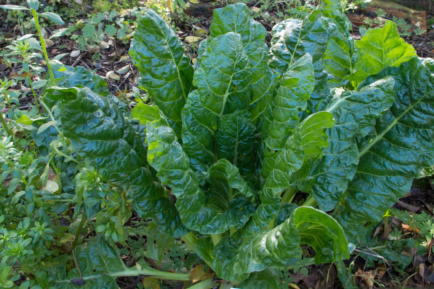 Swiss Chard Fordhook Seeds 1g Heirloom Beta vulgaris Leafy Green Vegetable Garden Essential