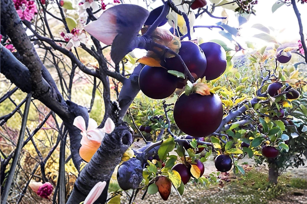 Arkansas Black Apple Tree 2 ft Bare Root Heirloom Malus domestica Dark Red Fruit for Home Orchard