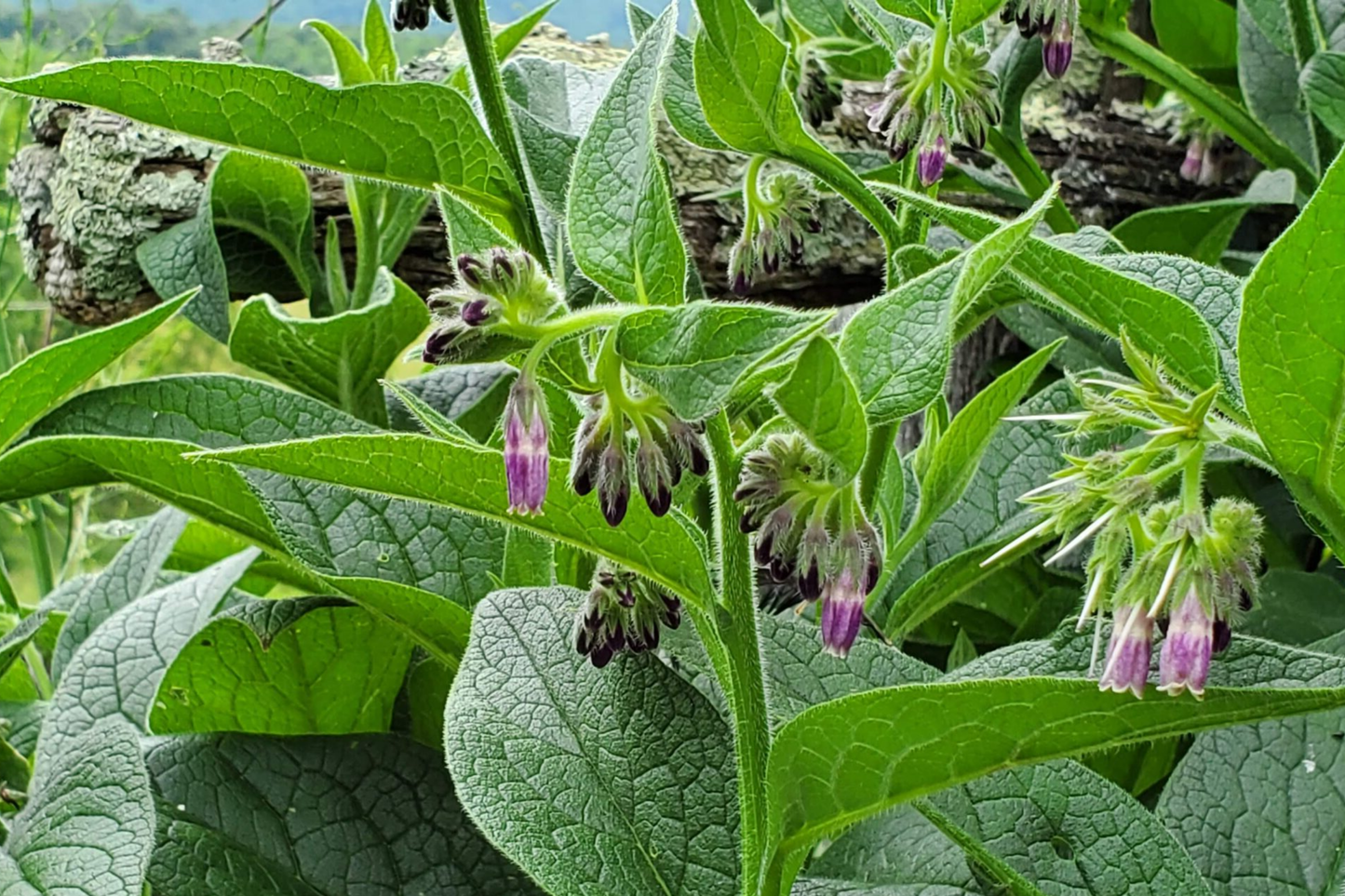 Live Root Cuttings Russian Comfrey Bocking 4 Cultivar Perennial Herb for Organic Fertilizer & Soil Health