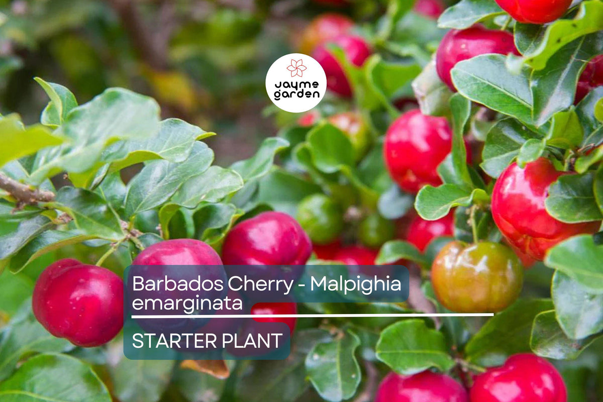 Acerola Cherry Plant | Evergreen Shrub | Vitamin C Fruit | Malpighia emarginata | USDA Zones 9-12 | Drought-Tolerant