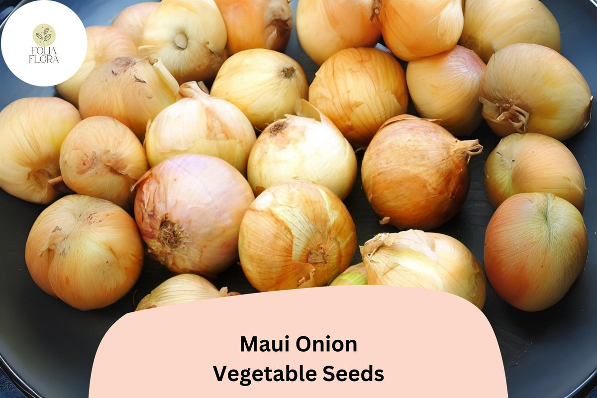 Maui Onion Seeds 500+ Count | Sweet Mild Variety | Allium cepa | Golden-Yellow Bulbs for Salads, Grilling & Cooking