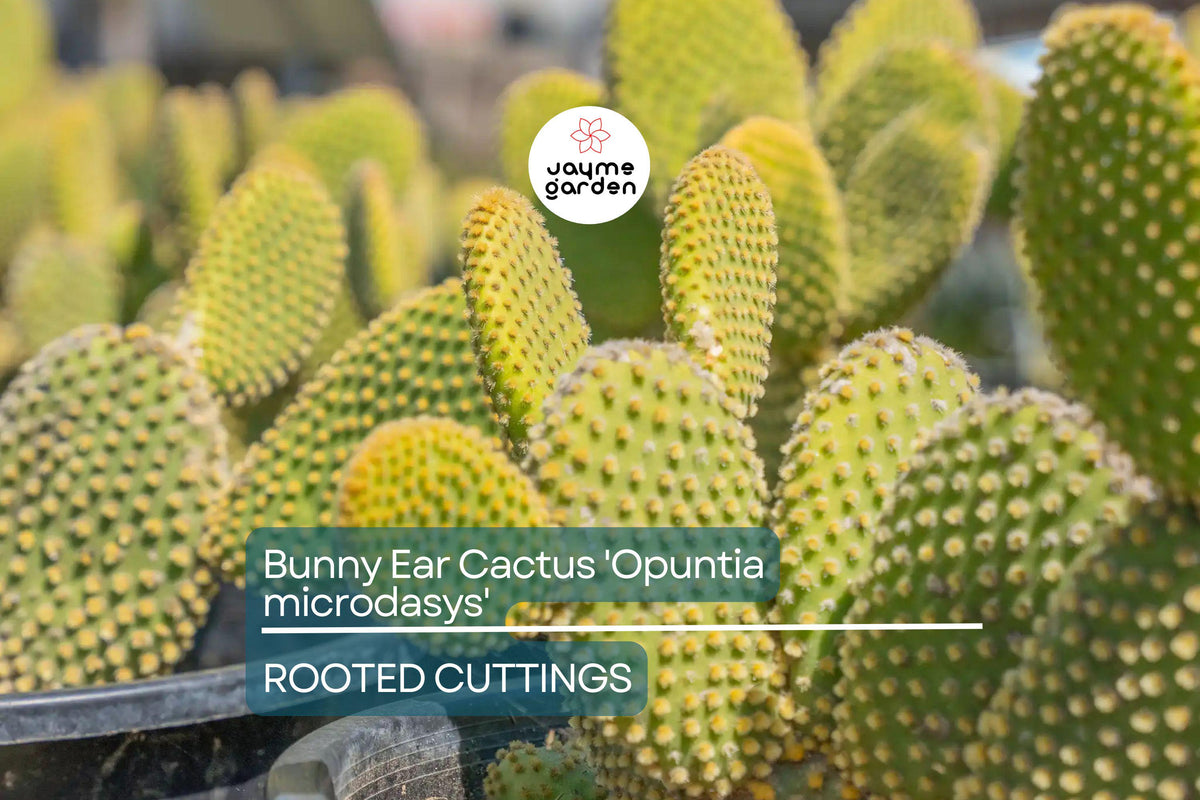 Live Bunny Ear Cactus 6" - Easy Care Succulent, Drought Tolerant Opuntia microdasys, Indoor/Outdoor Plant, Low Maintenance