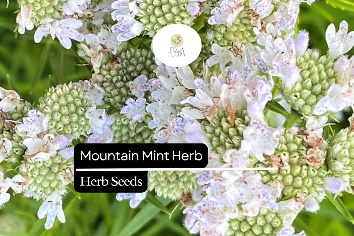Mountain Mint Herb Seeds 30mg | Aromatic Pollinator-Friendly Perennial | Pycnanthemum spp. | Medicinal Uses, White/Lavender Flowers