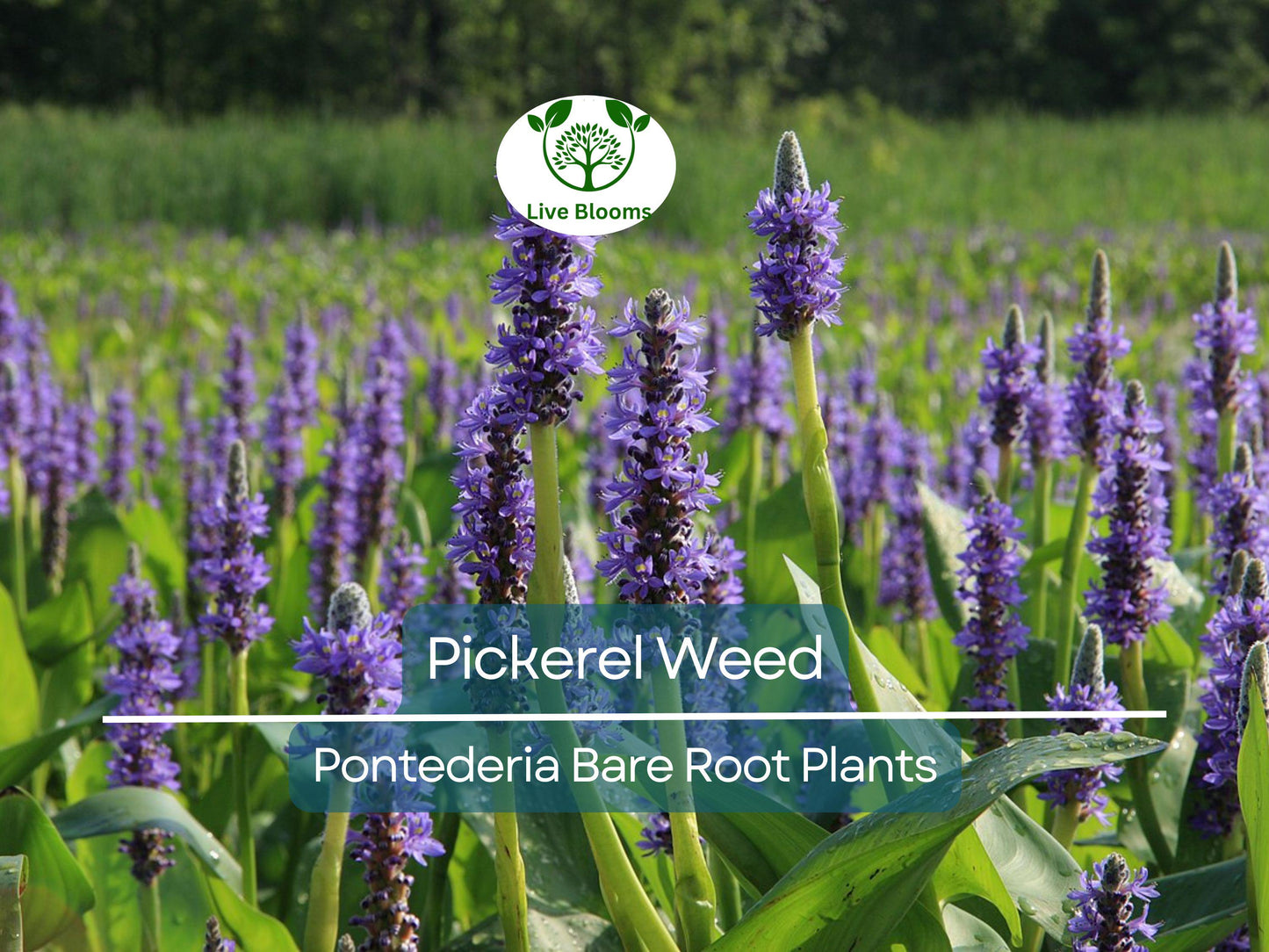 1 Pickerel Weed Live Bare Root Plant | Pontederia cordata Native Aquatic Perennial for Ponds & Wetlands