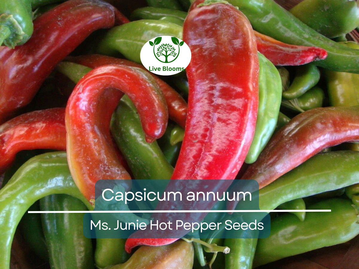 Ms. Junie Hot Pepper Seeds 250 mg - Heirloom Chili (Capsicum annuum) for Gardening, Spicy Dishes, and Bold Flavor